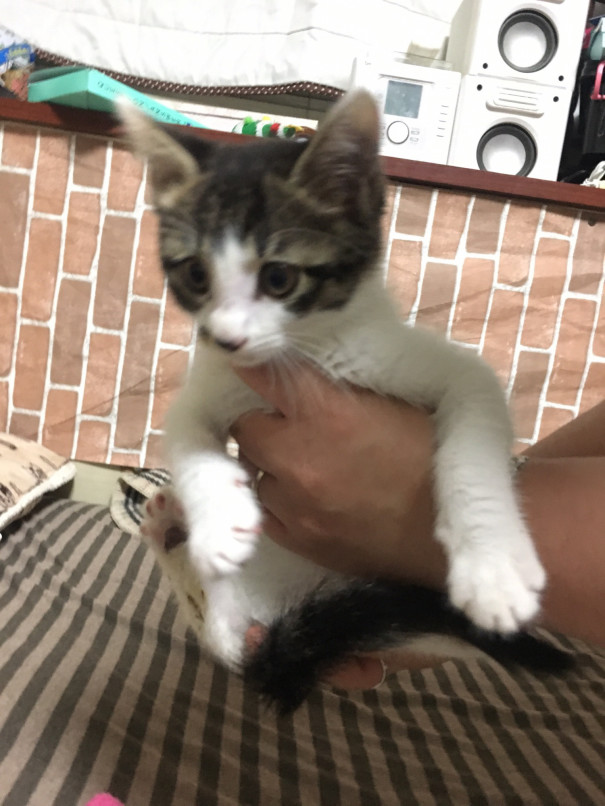 子猫まつりと卒業と出戻りとサニー 里親募集型保護猫カフェ Cat S Inn Tokyo キャッツイン東京