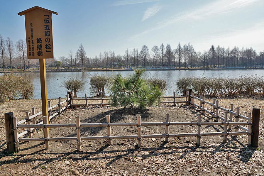 伝五郎の松 | Dengoro's Pine Tree | かつしかあつめ ブログ - Blog of