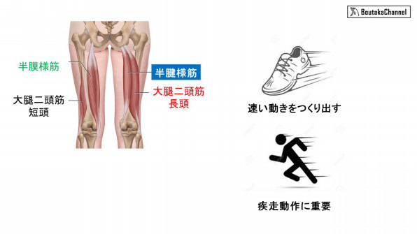 もうハムストリングスの肉離れはしたくない 効果的な予防法とは 2 1 ハムストリングスを知る Boutaka Channel