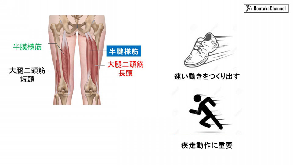 もうハムストリングスの肉離れはしたくない 効果的な予防法とは 2 1 ハムストリングスを知る Boutaka Channel