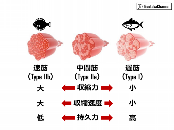 筋線維のタイプを知る 第1話 白い筋肉 赤い筋肉 Boutaka Channel
