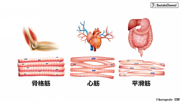 筋肉の種類を知る Boutaka Channel