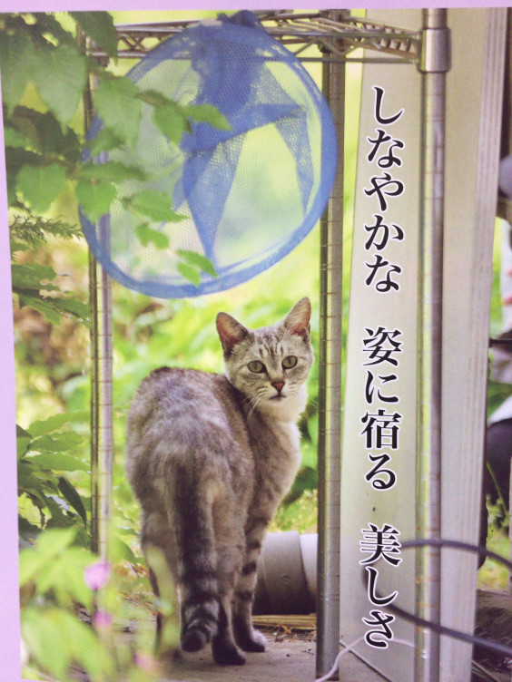 6月猫川柳 運命学研究家 Yoshimi Shirato 6月猫川柳 運命学研究家 Yoshimi Shirato