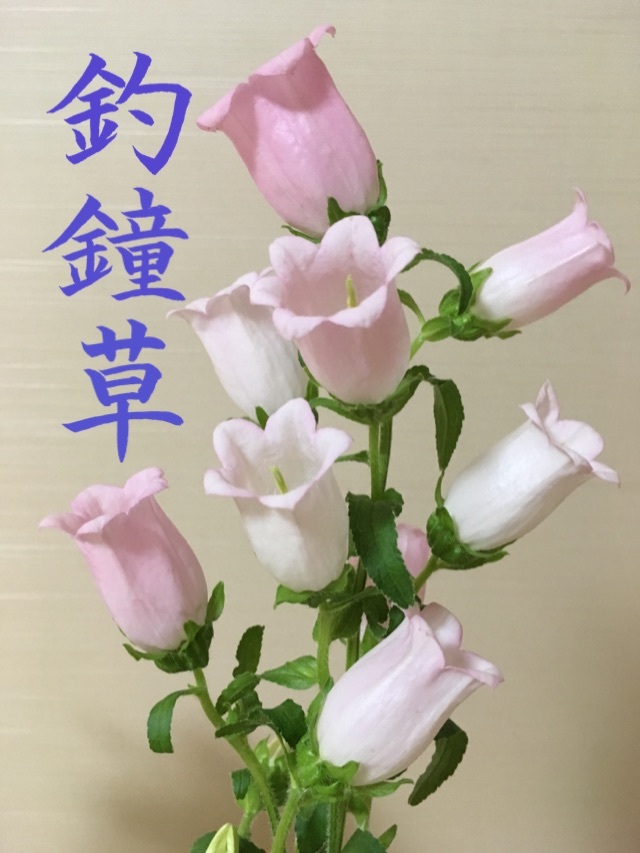 カンパニュラはぷくぷく感がかわいい 忙しい女性にも習える書道を目指して