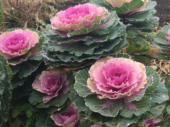 12 月 の 花 とい えば