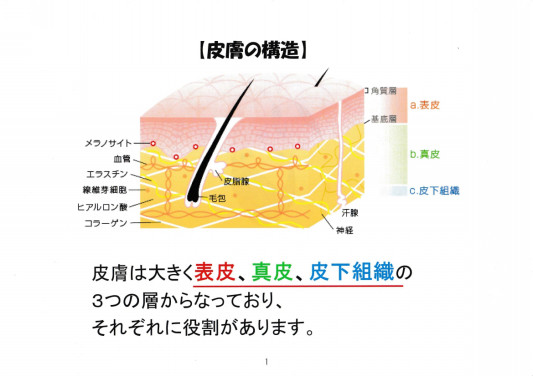 知ってて欲しい 皮膚の構造 フェイシャルエステ M S Room