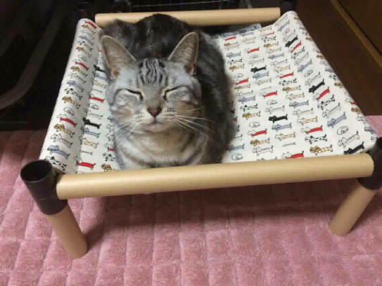 ニャンモック ラックセット Km 509 カフェと雑貨のお店 Simple Box