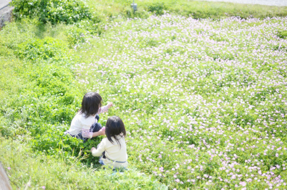 花が綺麗な雑草が生えてたら 野菜がよく育つ Note Farm