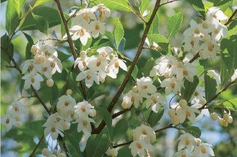 シンボルツリーのご紹介その2 庭いろは 栃木の外構 エクステリア専門店 木の花ホーム