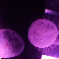 クラゲを食べる 1 Jellyfish Collagen Cosmetics クラゲを食べる 1 Jellyfish Collagen Cosmetics