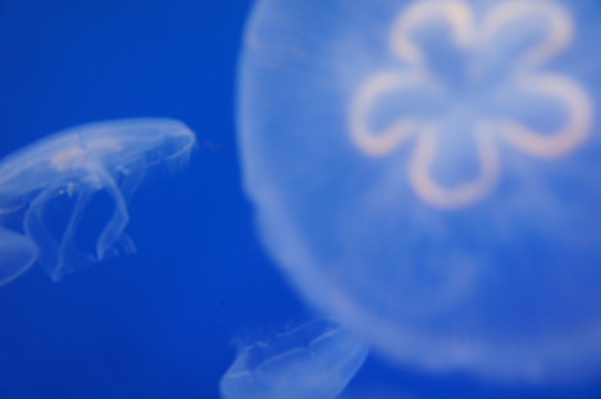 クラゲを食べる ２ Jellyfish Collagen Cosmetics