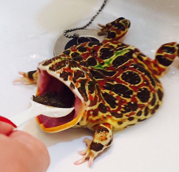 ベルツノガエルの飼育方法 爬虫類ノート ベルツノガエルの飼育方法 爬虫類ノート