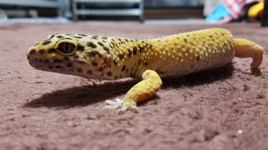ヒョウモントカゲモドキの脱皮不全について 爬虫類ノート