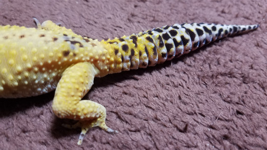 ヒョウモントカゲモドキの脱皮不全について 爬虫類ノート ヒョウモントカゲモドキの脱皮不全について 爬虫類ノート