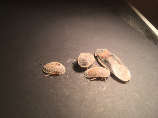 ロボロフスキースキンクヤモリの飼育 爬虫類ノート