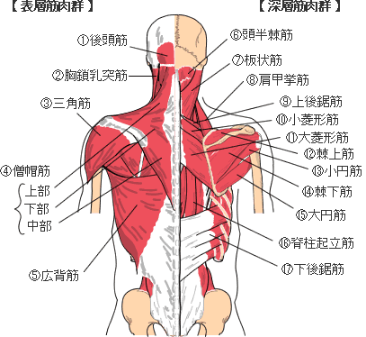 体のゆがみを放っておくとどうなるか ささのうち整体院