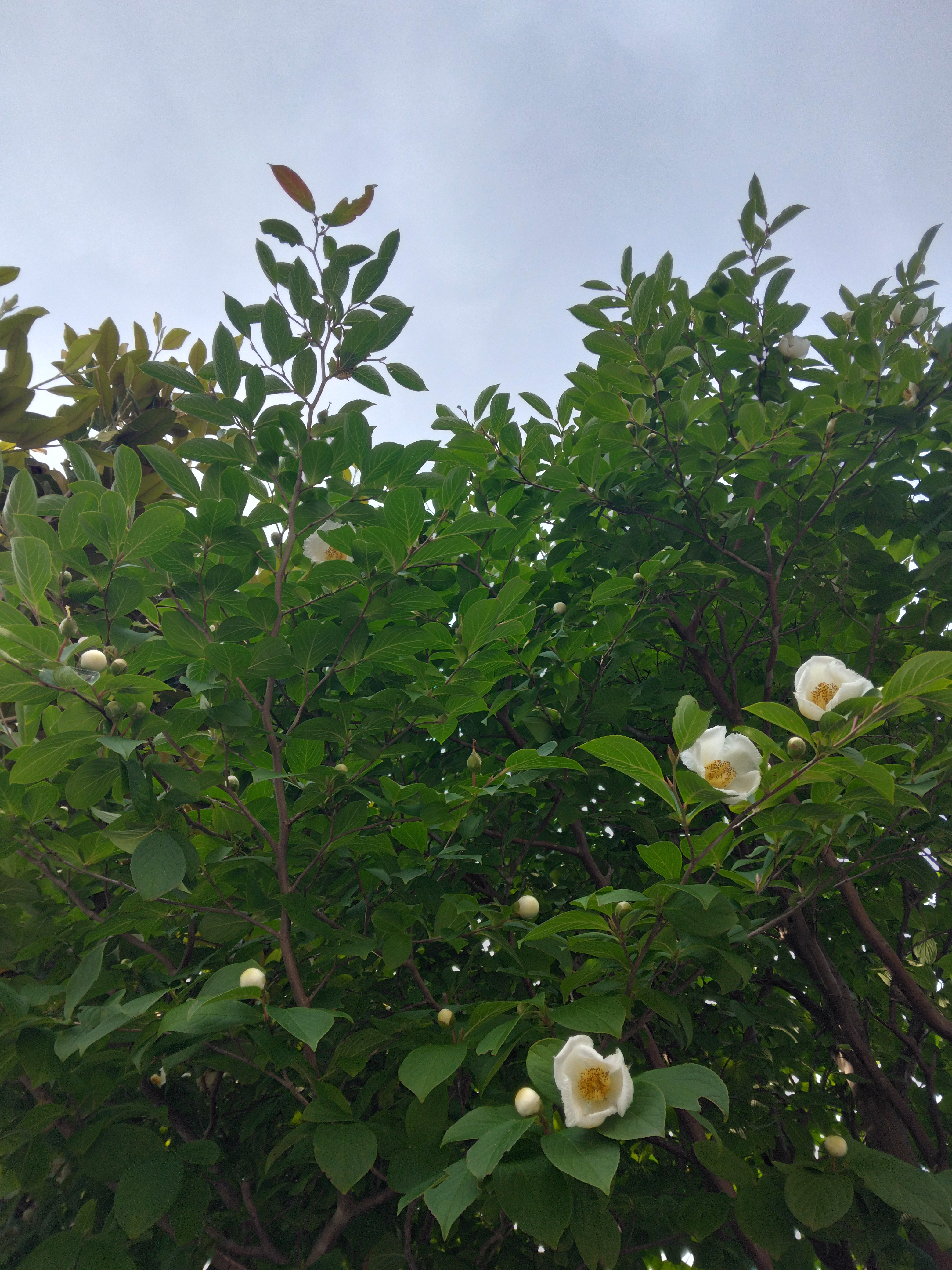 ⭐︎沙羅双樹⭐︎ 津市河芸町の円光寺の沙羅双樹が見頃を迎えております💐✨ 毎日咲いて