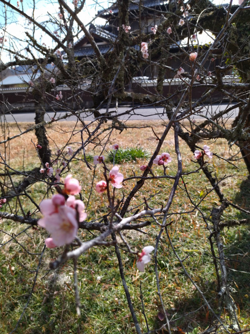 春近し 白山道しるべの会 ニュース