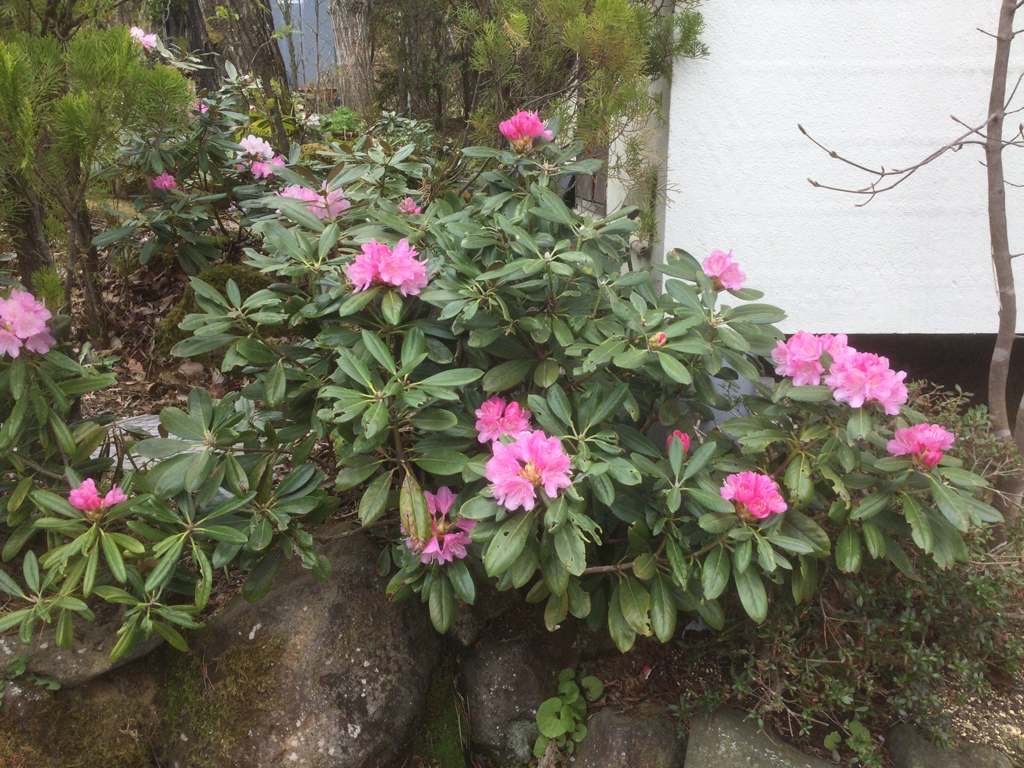 ビオラ押し花＆昆虫館