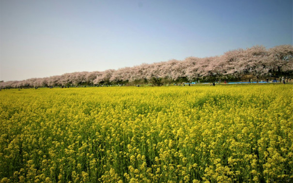 花与自然 日本深度游