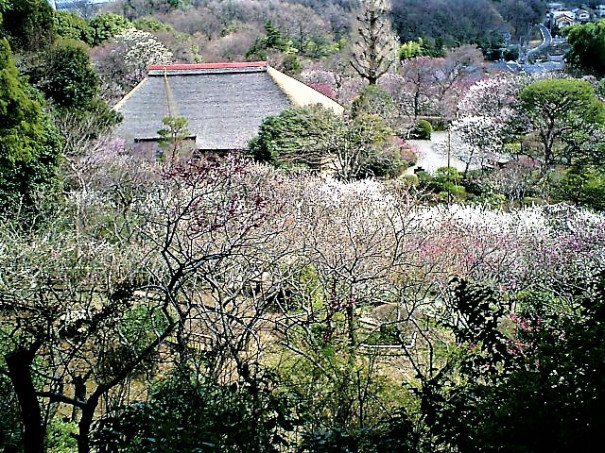 梅 京王百花园 东京 2月下旬 3月中旬 日本深度游