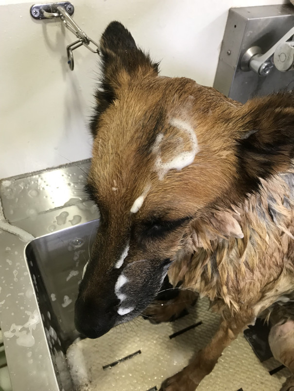 キレイキレイ ドッグスクール吉岡