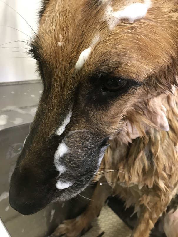 キレイキレイ ドッグスクール吉岡