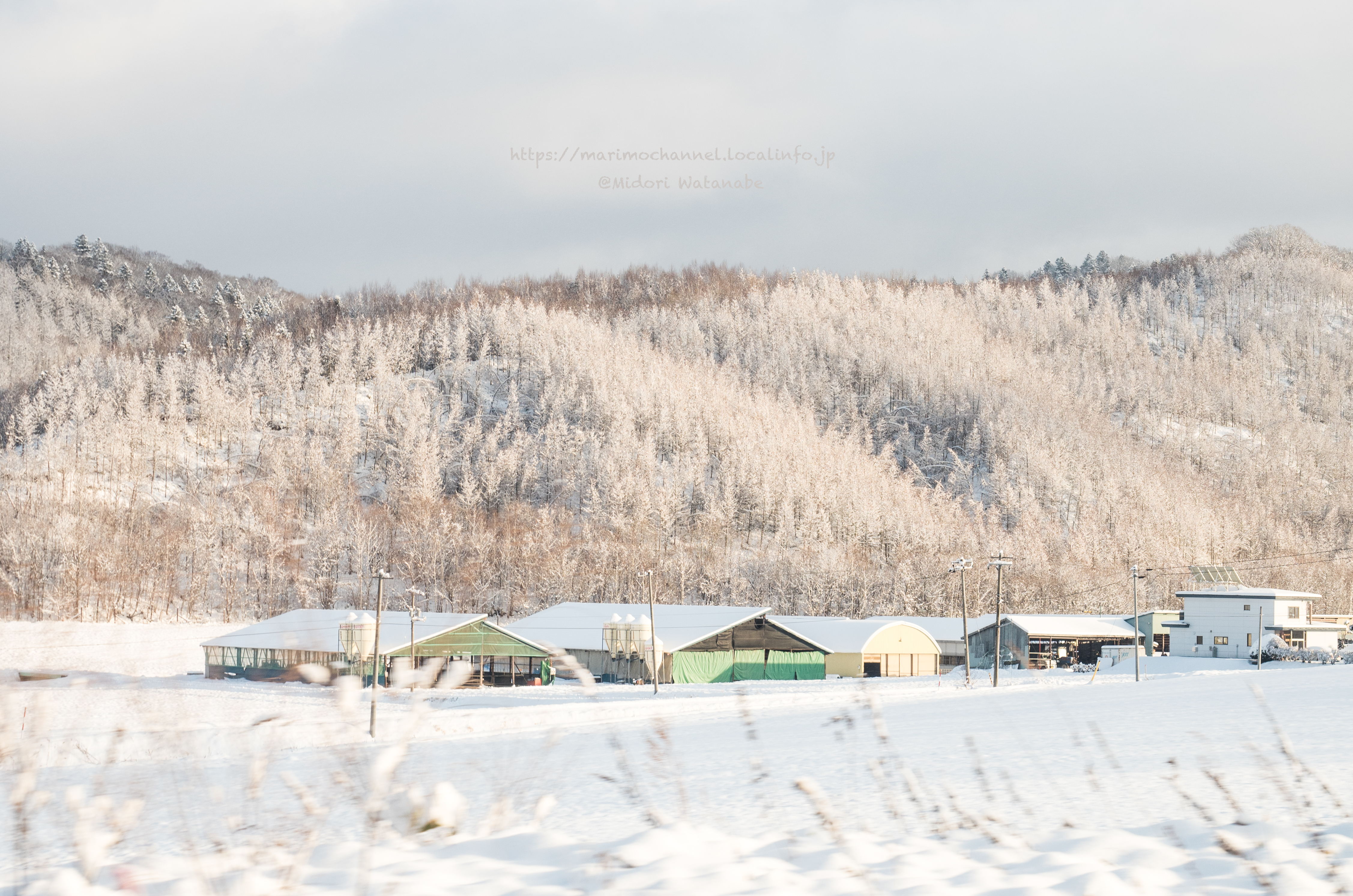 北海道 国道240号線 雪景色車窓から | 道東 『写』暮らし