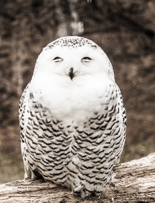 フクロウの森 釧路市動物園 道東 写 暮らし