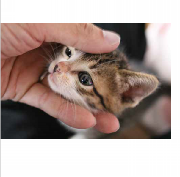 幸せになりたければねこと暮らしなさい』40ページ分公開します！ | 自由国民社フリーリーディングスペース