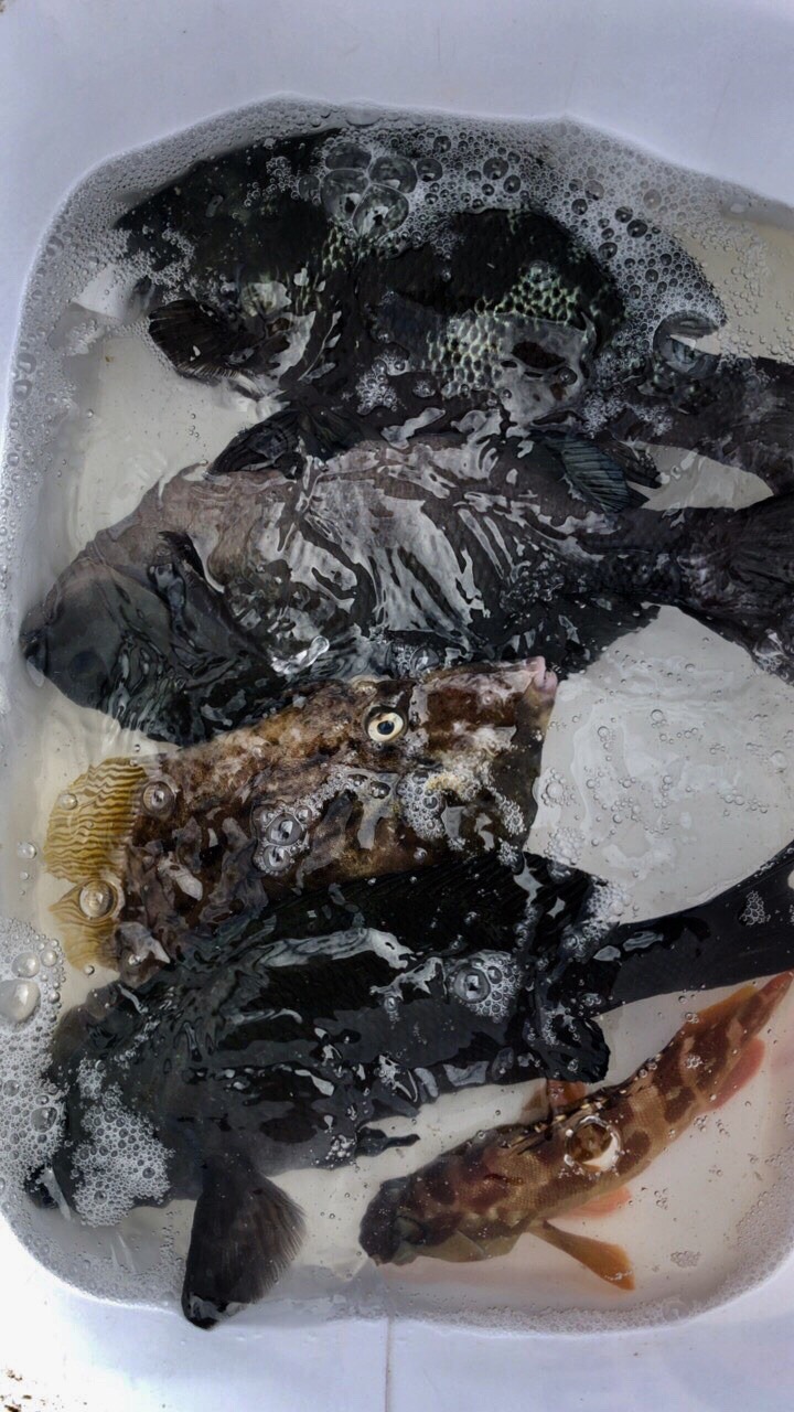 ２０１９ マルキユーｍ １カップ全国グレ釣り選手権 関西地区尾鷲一次予選 ぐれふぇすた