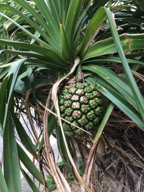 １月31日 沖縄で出会った植物たち Part２ キャンピングカーで日本一周