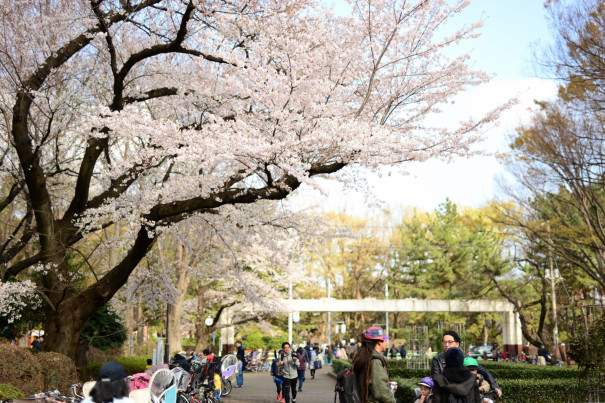 世田谷公園での練習 このお花見シーズンは大変 Hyflks