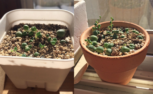 グリーンネックレスの再生 多肉と暮らし