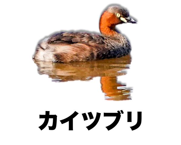 狭山池で一年を通して見られる野鳥 公式 石川流域生きものミュージアム 雨ふる大地の水辺保全ネットワーク