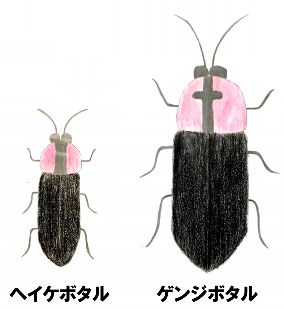 ケムンパス出品 ヘビトンボ ゲンジボタル 立体標本 ケムンパス様専用出品 ヘビトンボ ゲンジボタル 立体標本 - メルカリ