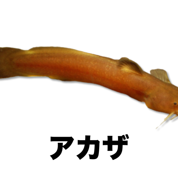 魚類 Tokotoko生き物図鑑 ページ1 公式 石川流域生きものミュージアム 雨ふる大地の水辺保全ネットワーク