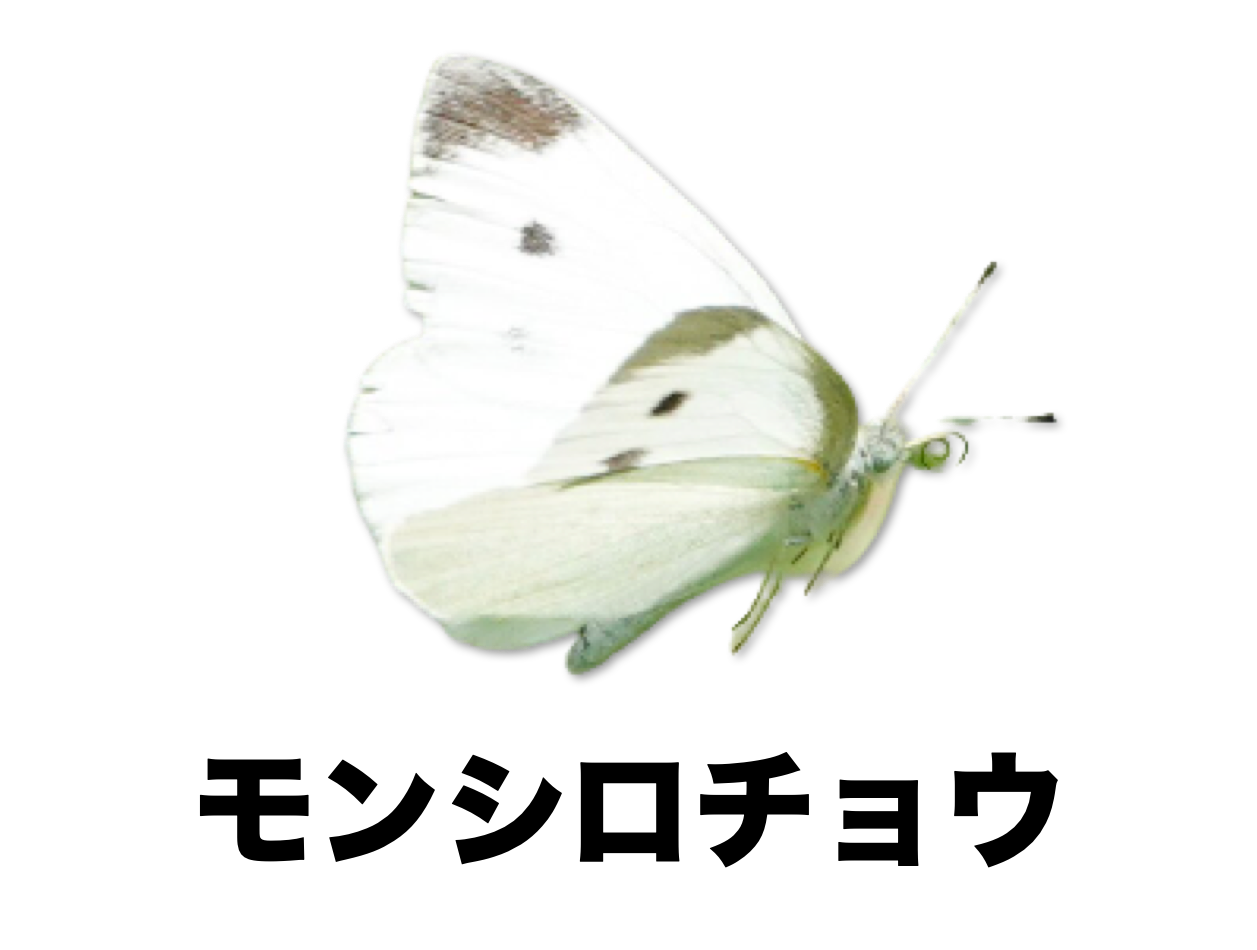 白いチョウ ガ 黄色いチョウの仲間 公式 石川流域生きものミュージアム 雨ふる大地の水辺保全ネットワーク