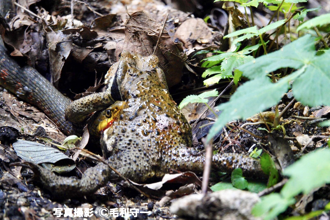 どうしてヘビは自分より大きい獲物を食べることができるの 公式 石川流域生きものミュージアム 雨ふる大地の水辺保全ネットワーク