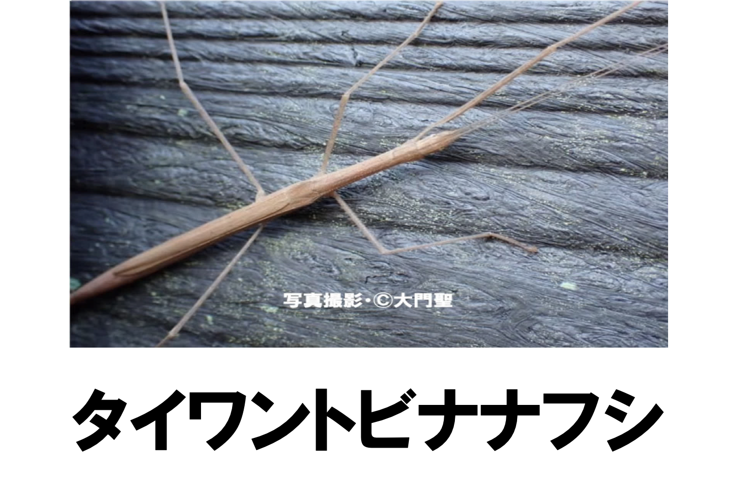 タイワントビナナフシ 公式 石川流域生きものミュージアム 雨ふる大地の水辺保全ネットワーク