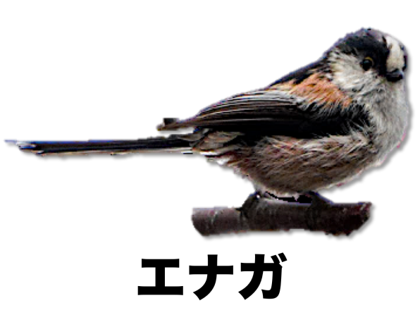 写真で見つける 野鳥 公式 石川流域生きものミュージアム 雨ふる大地の水辺保全ネットワーク