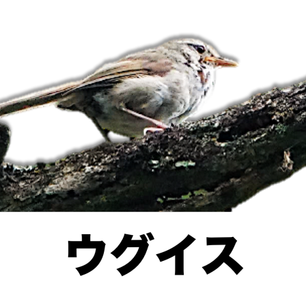 メジロとウグイスについて 公式 石川流域生きものミュージアム 雨ふる大地の水辺保全ネットワーク