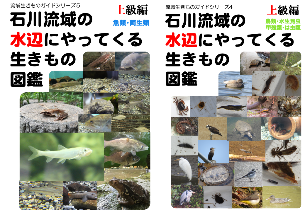 いきもの図鑑 魚編 公式 石川流域生きものミュージアム 雨ふる大地の水辺保全ネットワーク