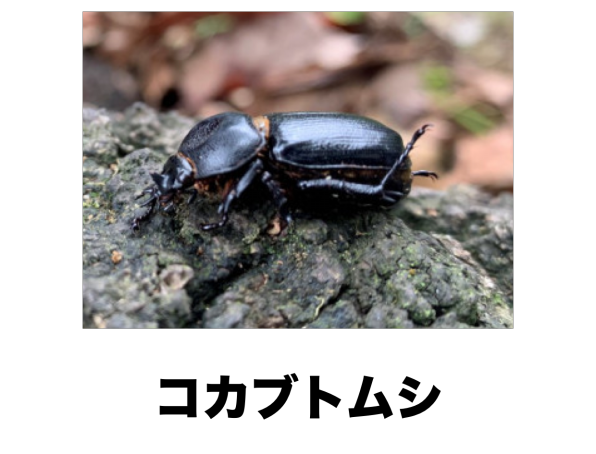 コカブトムシ 公式 石川流域生きものミュージアム 雨ふる大地の水辺保全ネットワーク