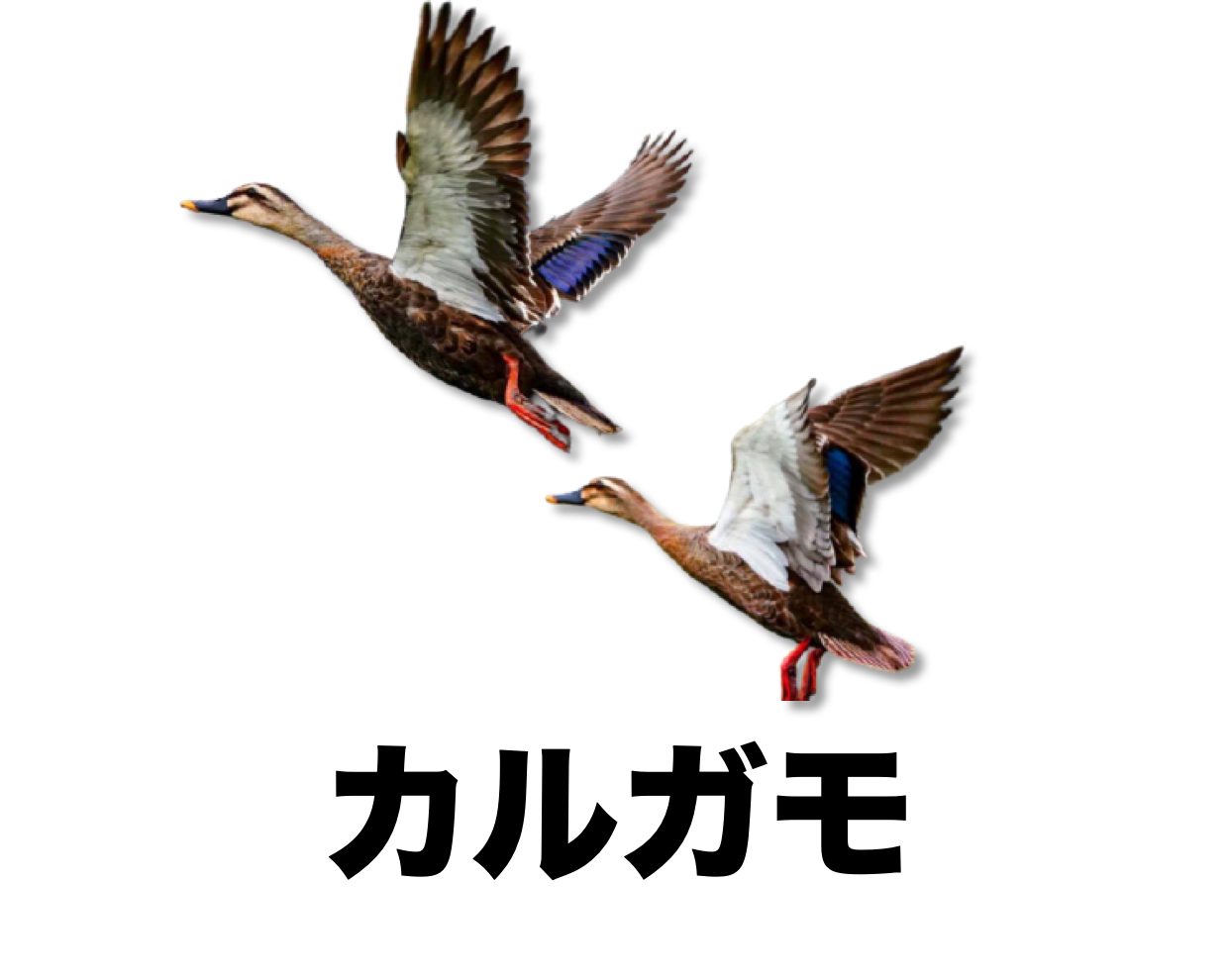 カルガモ 公式 石川流域生きものミュージアム 雨ふる大地の水辺保全ネットワーク