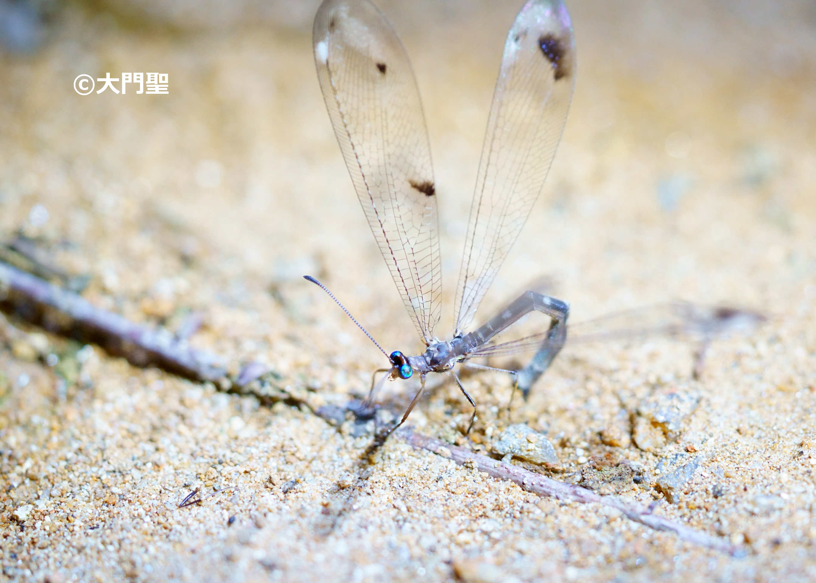 ホシウスバカゲロウの一種 | ［公式］石川流域生きものミュージアム