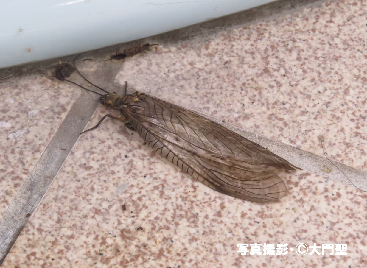 【105mm程】オオキバヘビトンボ アミメカゲロウセミナナフシカマキリマンティス 105mm程】オオキバヘビトンボ アミメカゲロウセミナナフシ