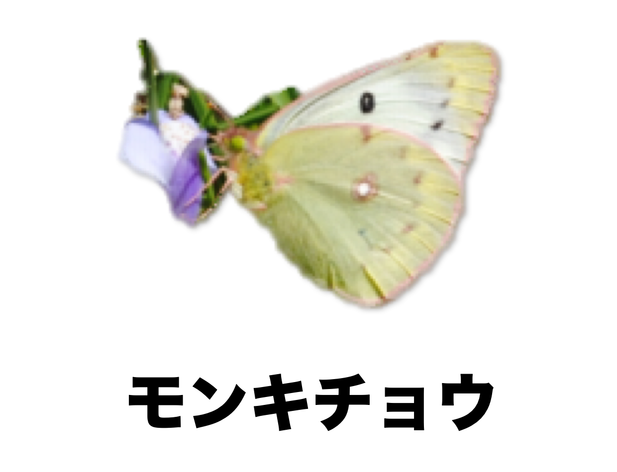 モンキチョウ 公式 石川流域生きものミュージアム 雨ふる大地の水辺保全ネットワーク