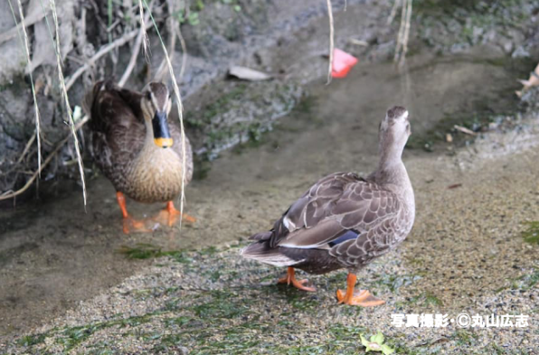 カルガモはなぜ春になると行列でどうして引っ越しするの 雨ふる大地の水辺保全ネットワーク