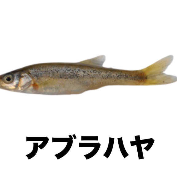 魚類 Tokotoko生き物図鑑 公式 石川流域生きものミュージアム 雨ふる大地の水辺保全ネットワーク